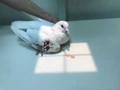 -瑞鹏宠物医院·微创内窥镜·骨外科·牙科(翠竹分院)