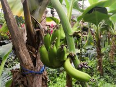 -呀路古热带植物园
