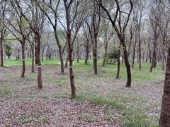 -黄海国家森林公园