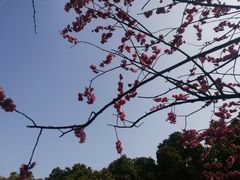 -无锡梅园公园