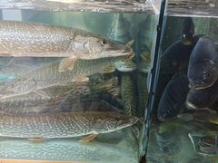 -煲来饱去冷水鱼
