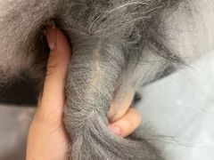 -唐小姐の私宠·宠物洗护美容·撸猫馆·购宠(周浦万达旗舰店)