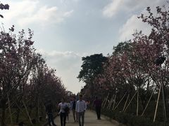 -天适樱花悠乐园