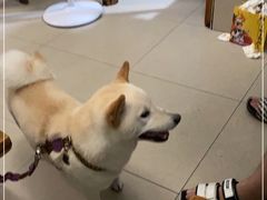 -玉滋補