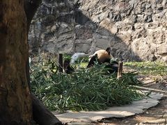 -都江堰中华大熊猫苑