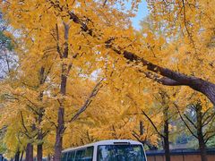 -三里屯东五街银杏大道