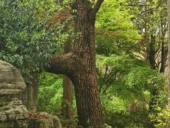 -上海滨江森林公园