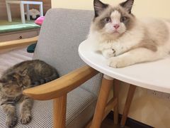 -滚猫咖啡·猫咖·猫友好撸猫(未来城店)