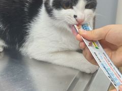 -瑞派·关忠动物医院·异宠专科·犬猫肿瘤·皮肤专科(望京店)