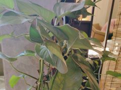 -了凡国风主题茶馆·咖啡(武侯祠锦里店)