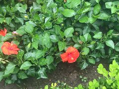 -龙大花卉苗木市场