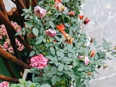 -了凡国风主题茶馆·咖啡(武侯祠锦里店)