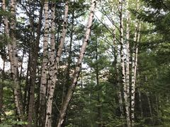 -峡谷浮石林景区