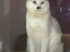 -御宝贝·A梦猫科宠物医院(国际猫友好医院)