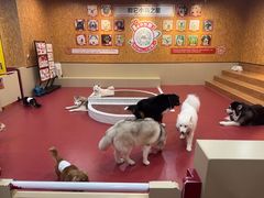 -和它·交个朋友·狗咖猫咖(爱琴海店)