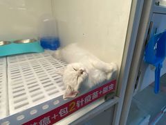 -lincat·猫舍(广州店)