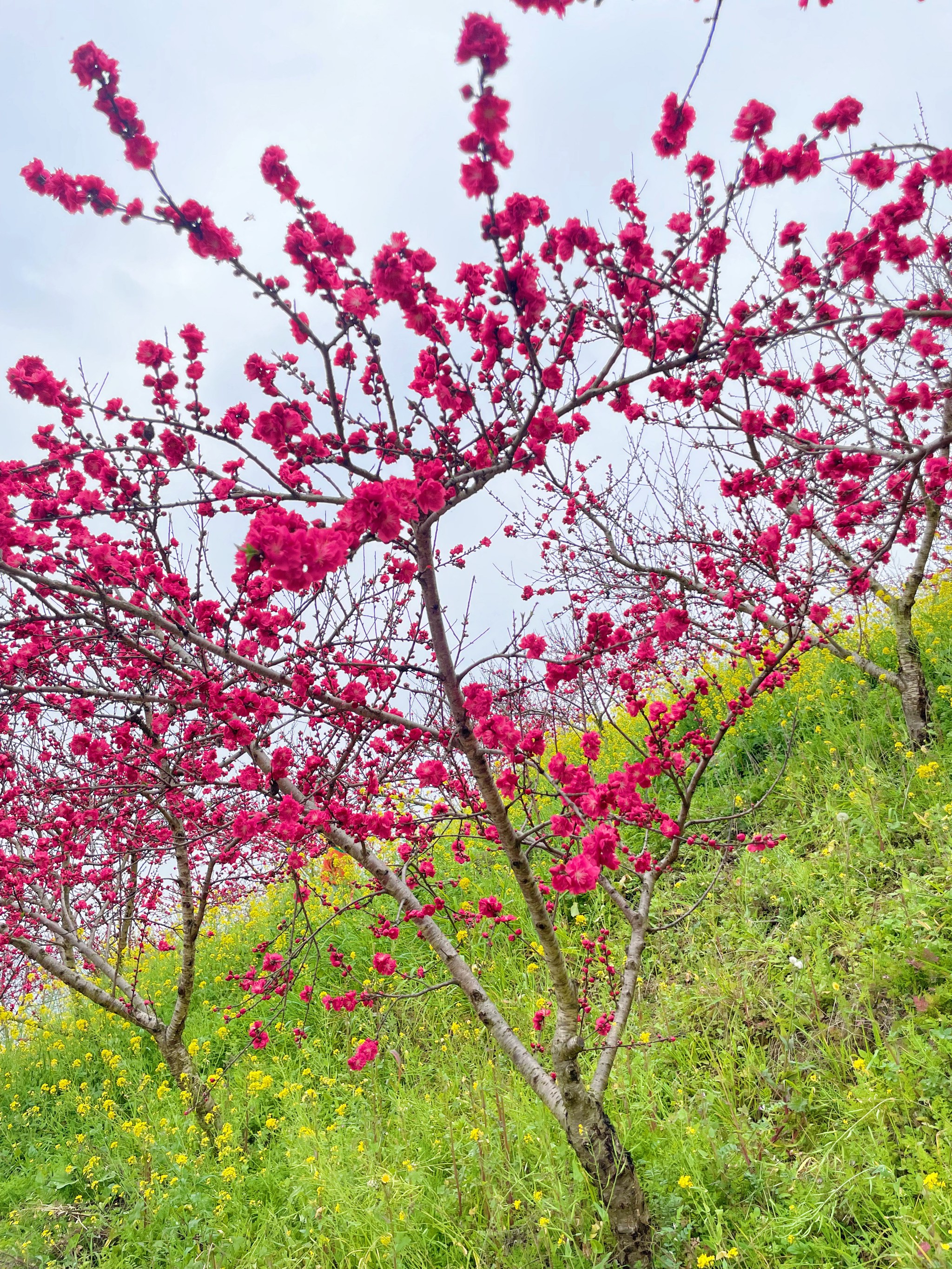 北碚西山坪桃花山图片