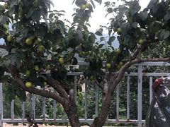 -梨木台悦来客农家院