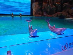 -芜湖新华联大白鲸海洋公园