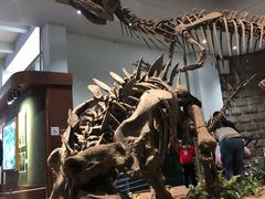 -自贡恐龙博物馆