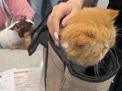 -瑞鹏宠物医院·微创内窥镜·骨外科·牙科(翠竹分院)