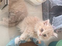 -糯米喵星人总部直营旗舰店·猫舍·幼猫出售