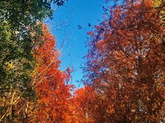 -上海海湾国家森林公园