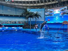 -海合安成都极地海洋公园