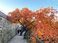 -香山公园