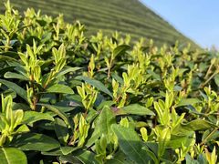 -先春西湖龍井•九曲红梅(杭大路店)