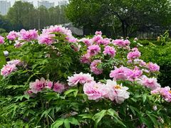 -洛阳市隋唐城遗址植物园