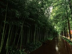 -黄海国家森林公园