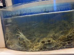 -海天盛宴新派海鲜自助餐厅(群力店)