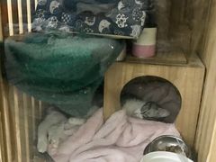 -伟伟宠物医院·CT影像中心·瑞派犬猫综合性门诊(汉口总院)