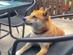 -柴犬高等学院·狗咖·柴犬售卖·宠物训练