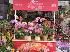-溪岸路花鸟市场