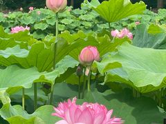 -陈家山荷花公园