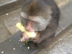-峨嵋山金顶