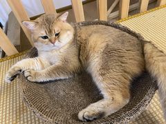 -柴迷FANS CLUB·柴犬狗咖·猫咖