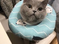-宠爱国际动物医院·消化内科·心肾内科·ISFM猫友好(望京店)