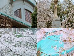 -武汉大学-樱园