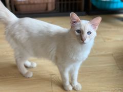 -Cappucimeow猫咪咖啡馆(韦伯时代店)