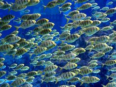 -海合安成都极地海洋公园