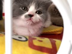 -我爱猫咪·猫咖·狗咖·安哥拉兔·羊驼咖(小寨华旗店)