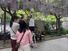-嘉定紫藤园