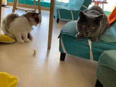 -猫在这儿猫咪咖啡馆·撸猫馆