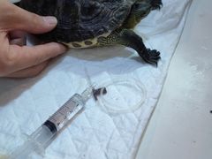 -瑞派名望24h动物医院异宠专科·猫专科·骨科·重症监护分院