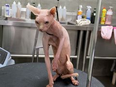 -宠物梦想家(日月豪庭店)