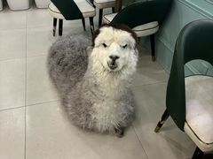-安格丽娜·狗咖·猫咖羊驼咖(春熙路百盛商场店)