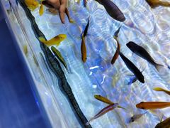 -上海海洋水族馆